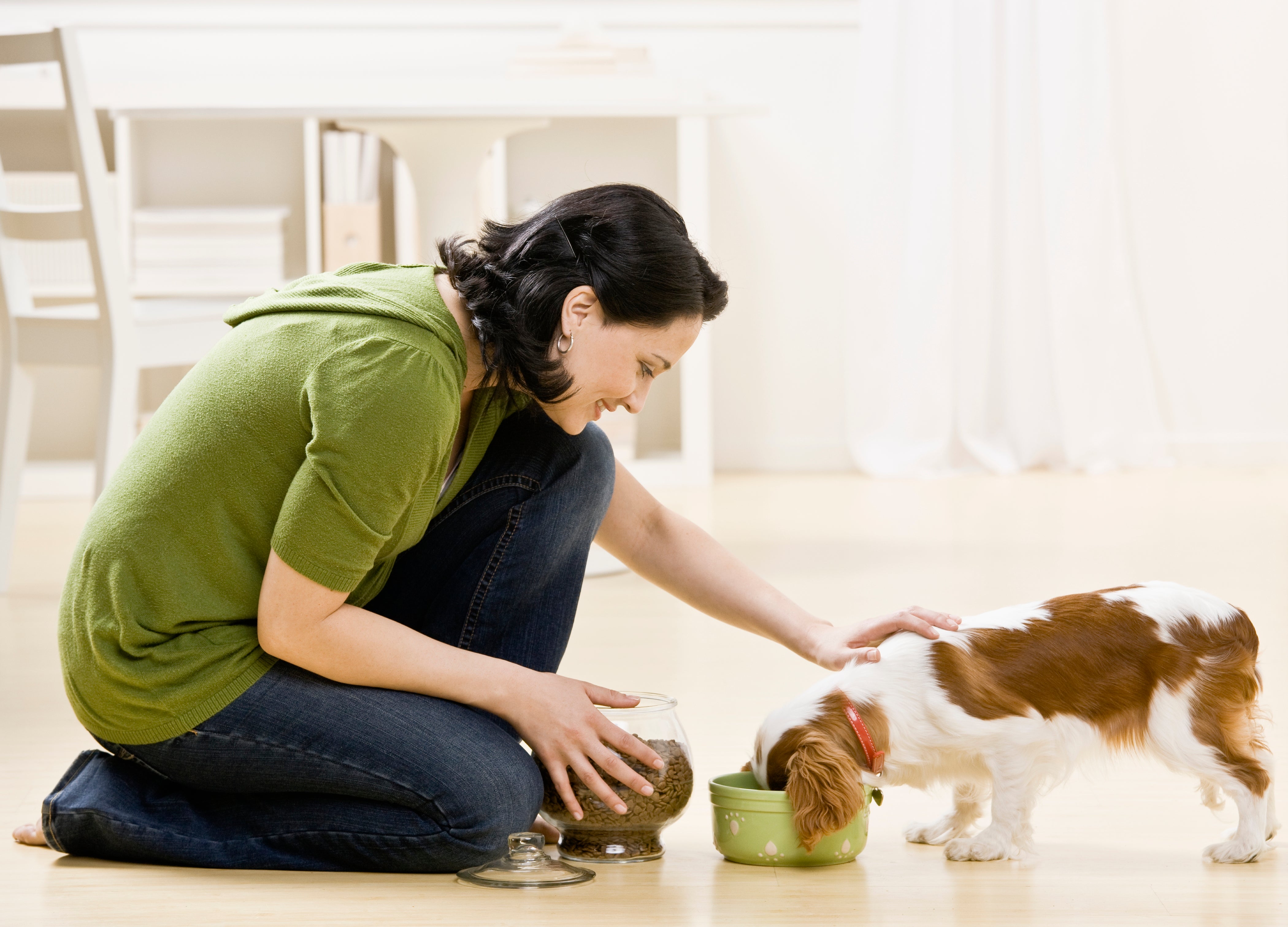 Creating A Balanced Life For Your Dog