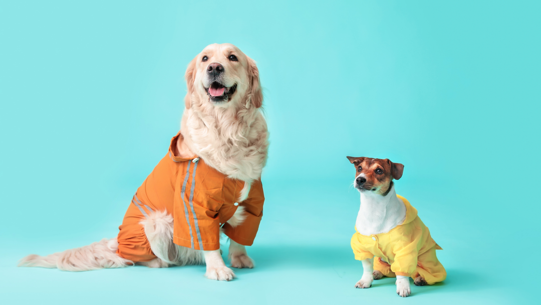 The Secret To Happier Dogs