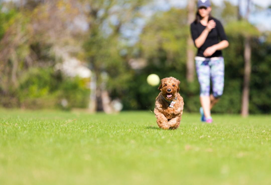 Building A Better Daily Routine For Your Dog