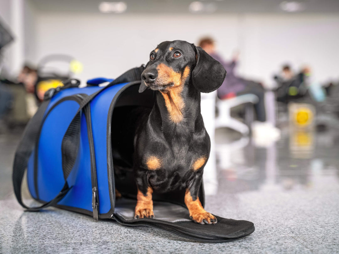 Traveling Essentials