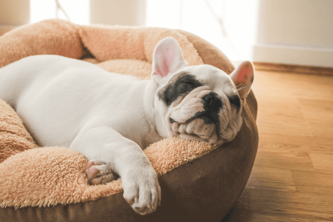 Pet Beds