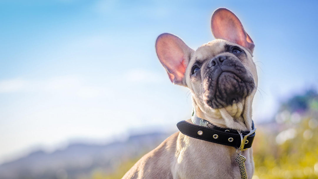 Leashes & Collars
