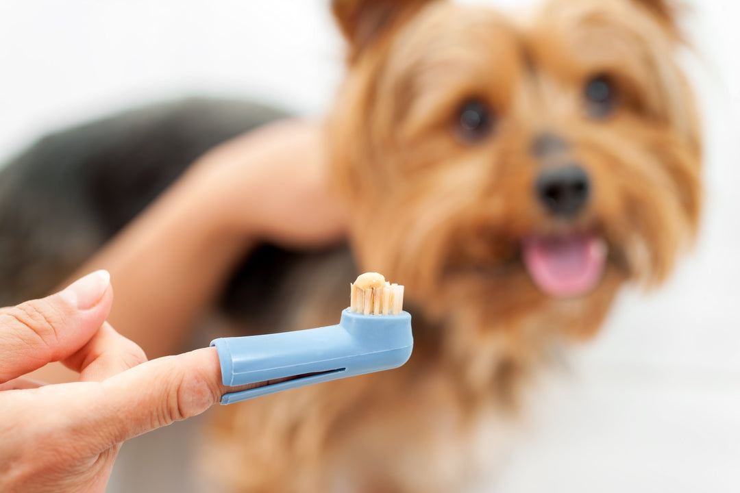 Dental Health
